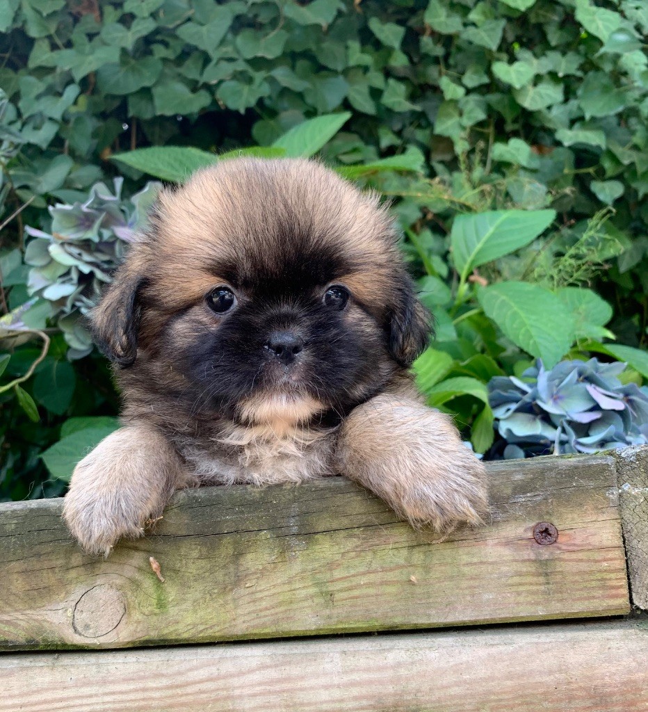 ONITSHA'S - Chiots disponibles - Epagneul tibetain
