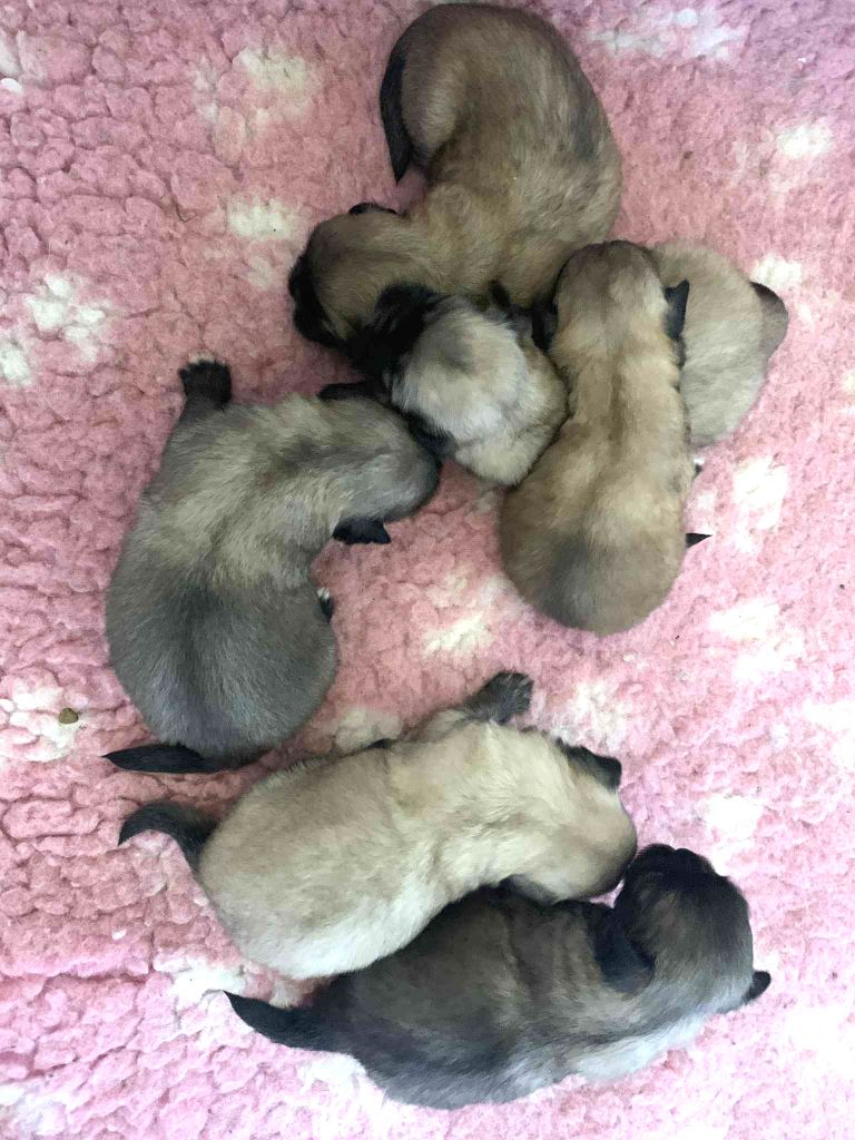 ONITSHA'S - Chiots disponibles - Epagneul tibetain