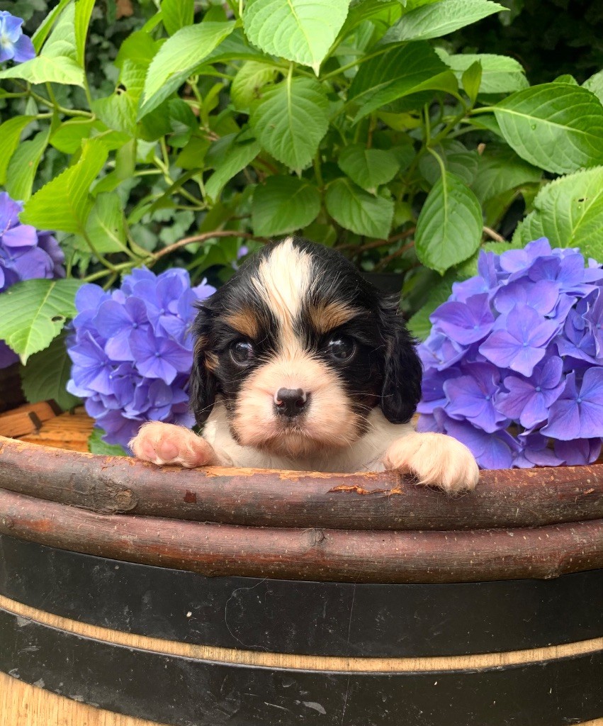 ONITSHA'S - Chiots disponibles - Cavalier King Charles Spaniel