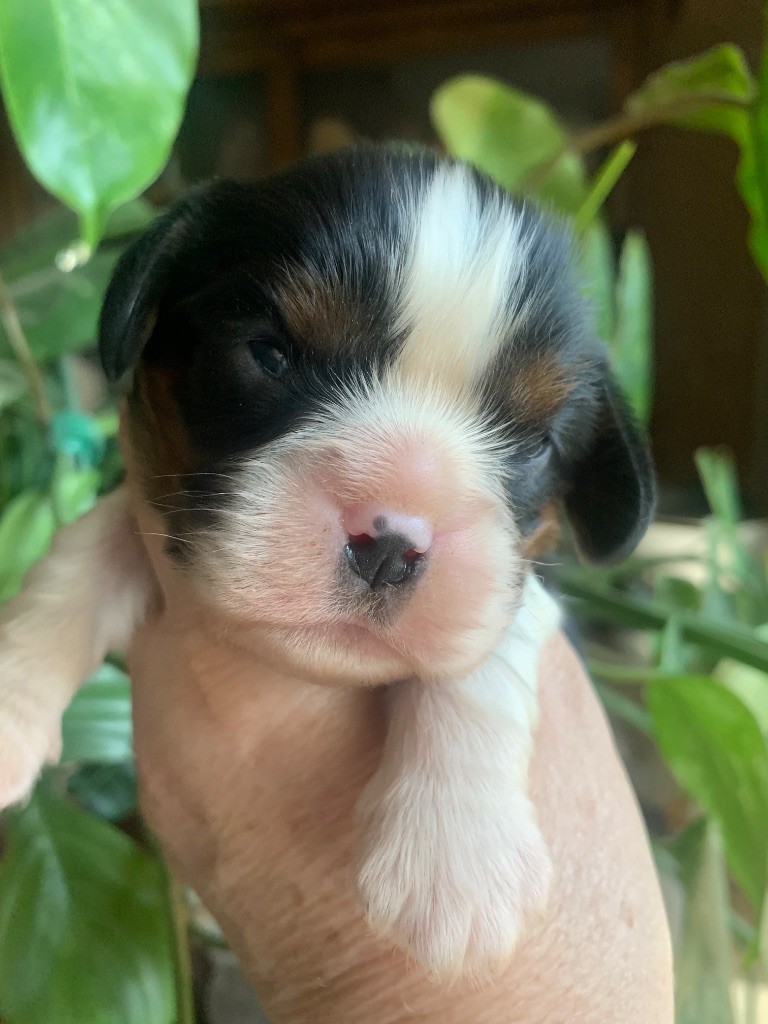 ONITSHA'S - Chiots disponibles - Cavalier King Charles Spaniel