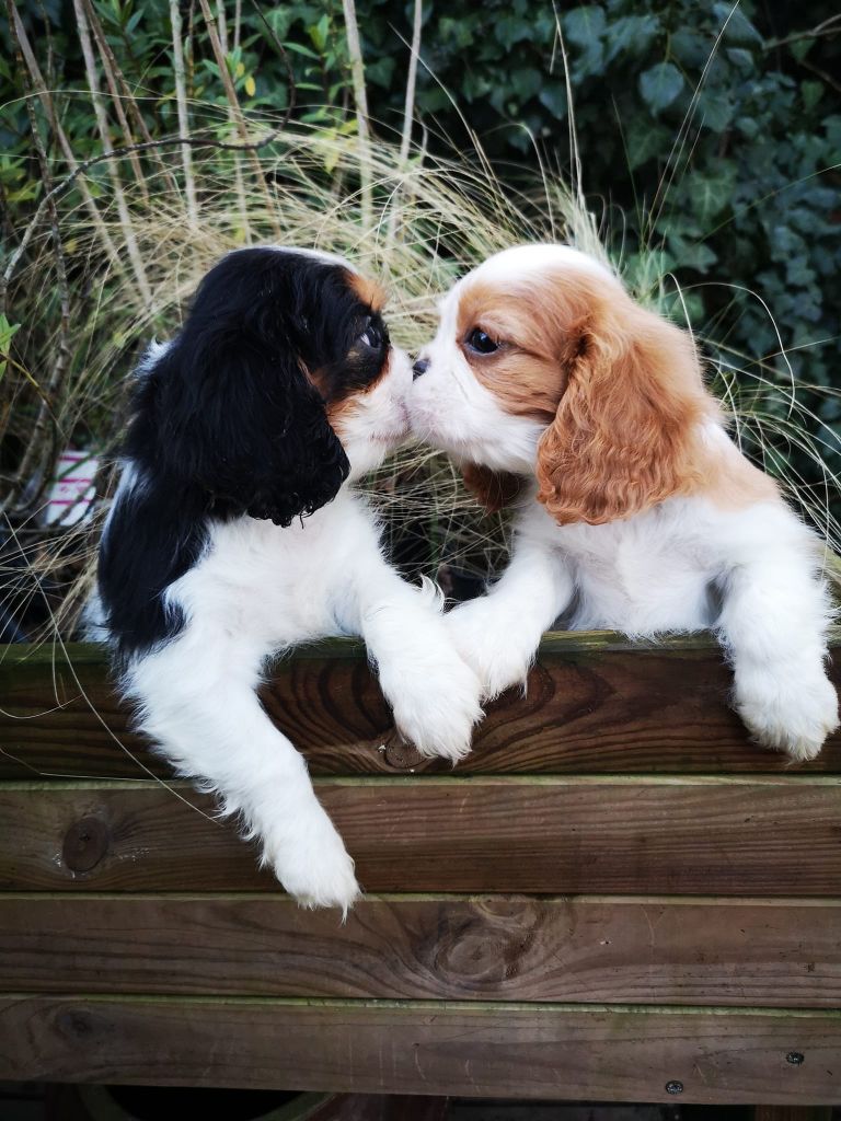Chiot Cavalier King Charles Spaniel ONITSHA'S