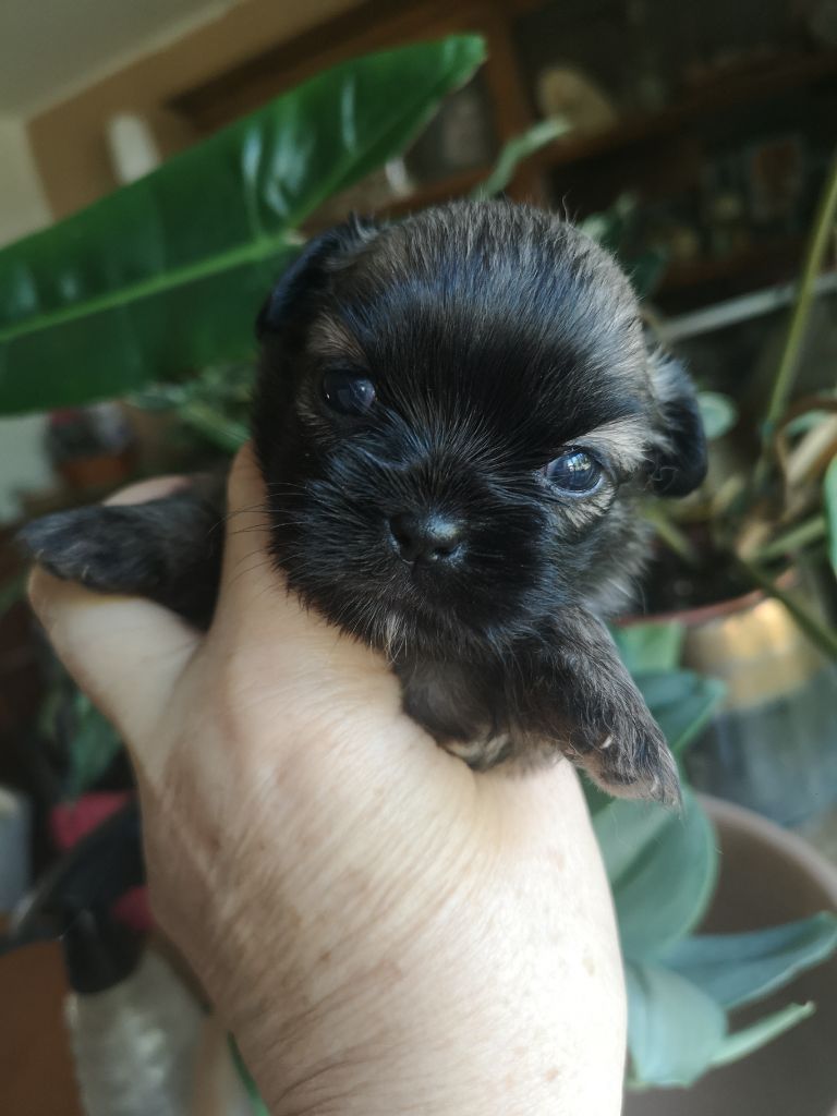 ONITSHA'S - Chiots disponibles - Epagneul tibetain