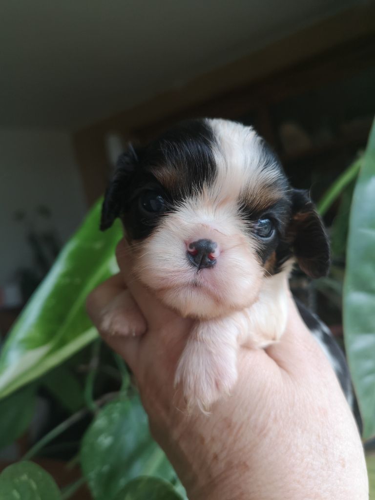 ONITSHA'S - Chiots disponibles - Cavalier King Charles Spaniel
