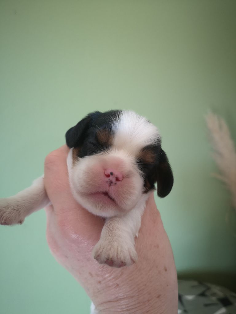 ONITSHA'S - Chiots disponibles - Cavalier King Charles Spaniel