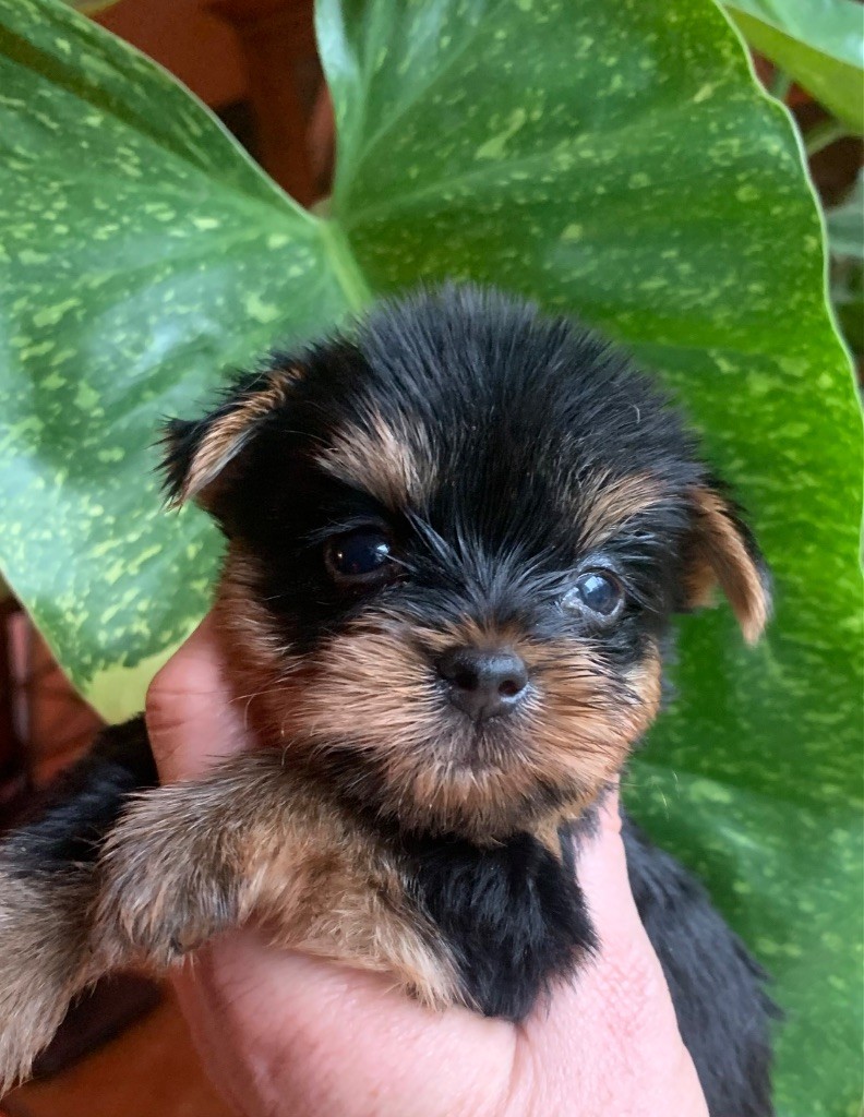 ONITSHA'S - Chiots disponibles - Yorkshire Terrier