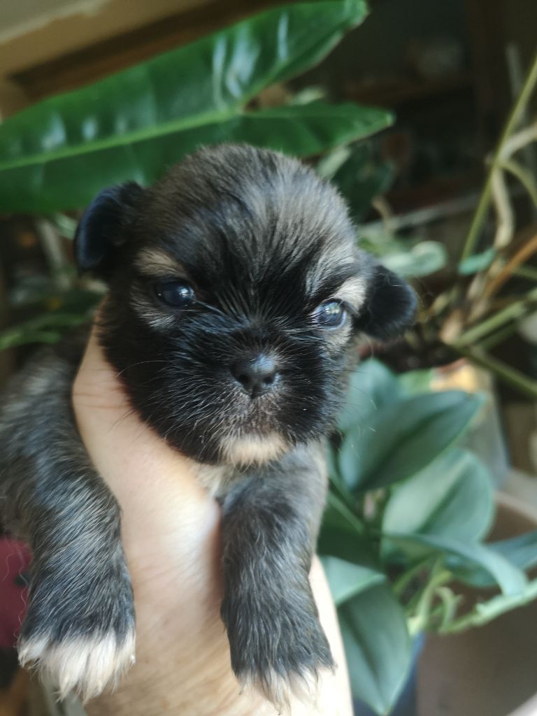 ONITSHA'S - Chiots disponibles - Epagneul tibetain