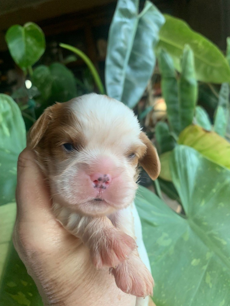 ONITSHA'S - Chiots disponibles - Cavalier King Charles Spaniel