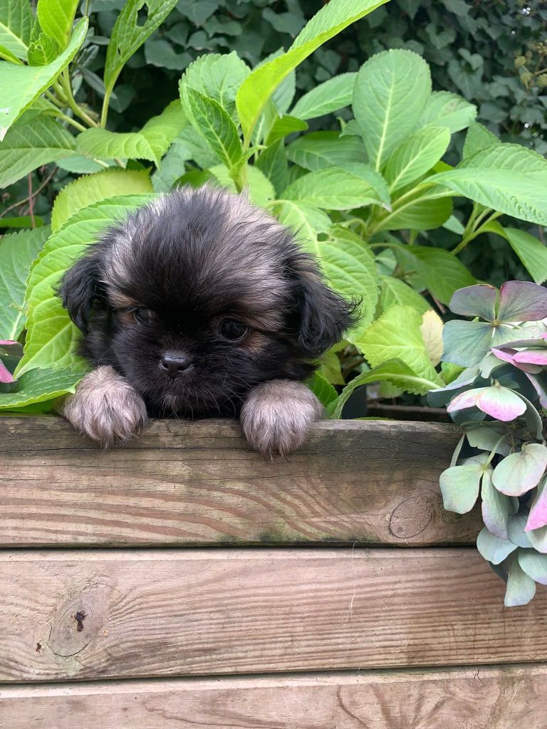 ONITSHA'S - Chiots disponibles - Epagneul tibetain