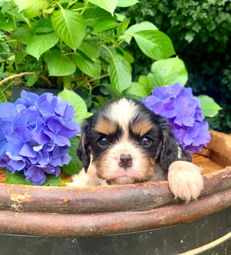 ONITSHA'S - Chiots disponibles - Cavalier King Charles Spaniel