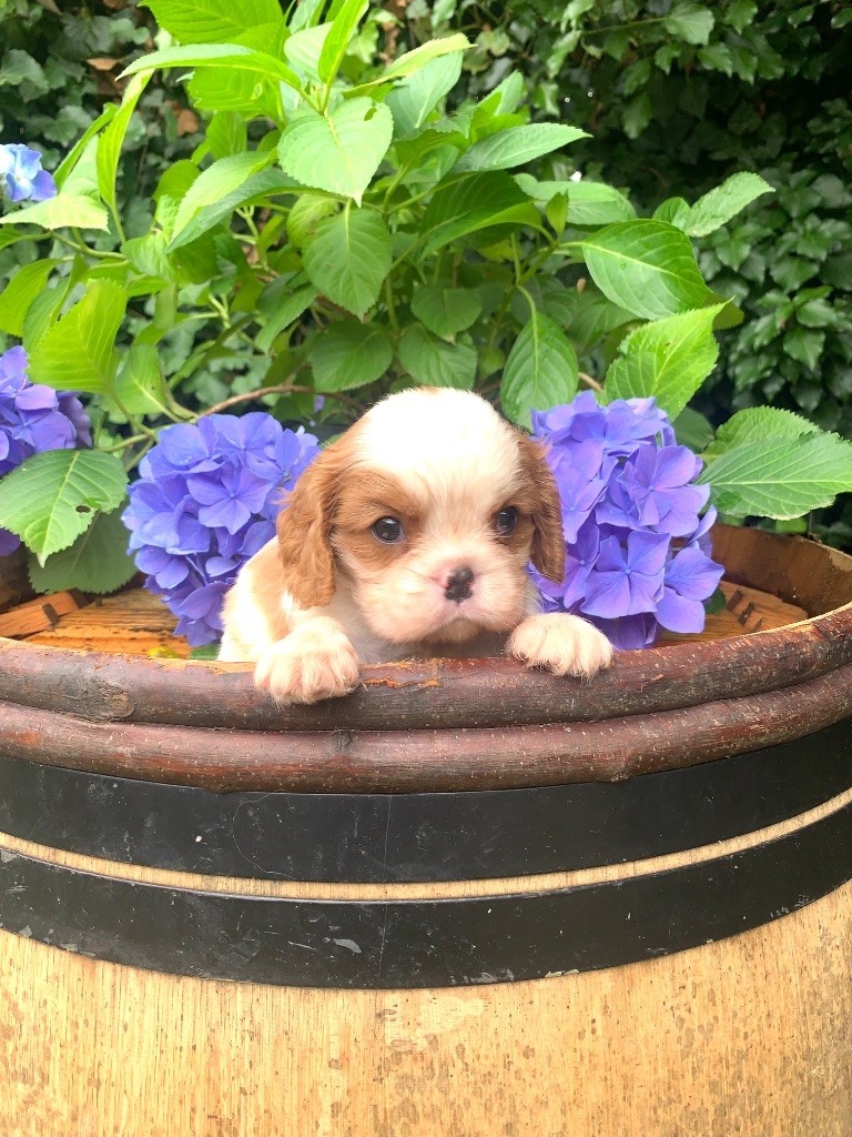 ONITSHA'S - Chiots disponibles - Cavalier King Charles Spaniel