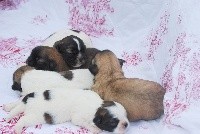 CHIOT