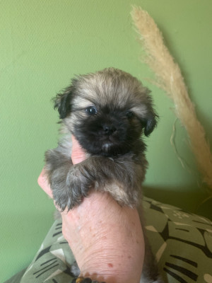 Chiot N°4