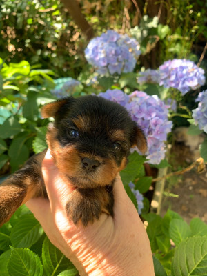 CHIOT 1