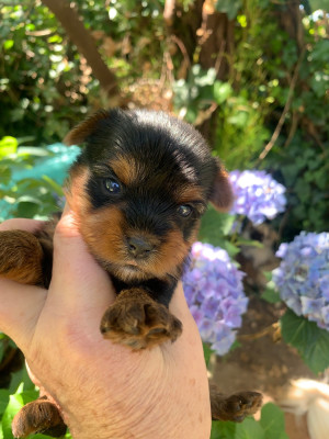 CHIOT 2