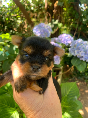 CHIOT 3