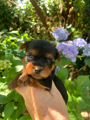 CHIOT 4