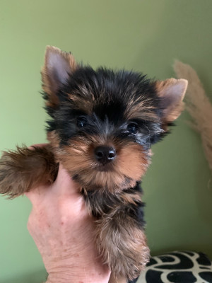 CHIOT 4