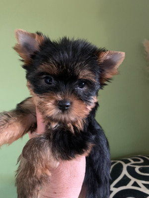 CHIOT 3