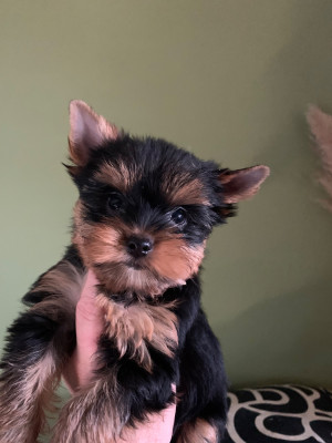 CHIOT 2