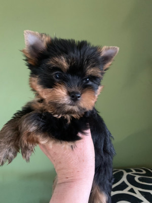 CHIOT 1