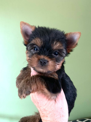 Chiot N°3