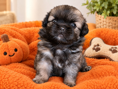 CHIOT 1