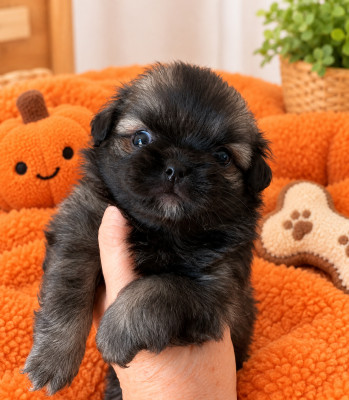 CHIOT 2