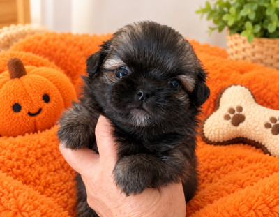 CHIOT 4