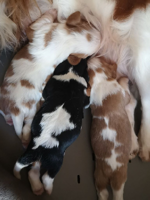 CHIOT 1