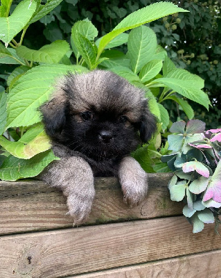 CHIOT