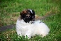 CHIOT