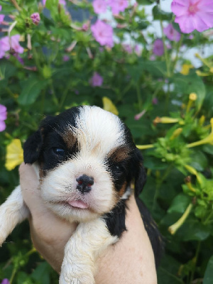CHIOT