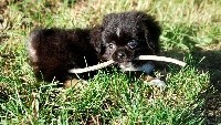 CHIOT