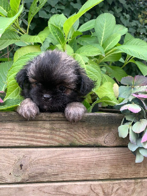 CHIOT