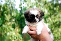 CHIOT