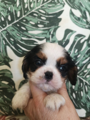 CHIOT