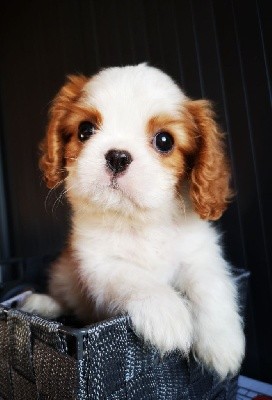 CHIOT