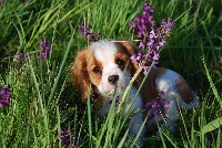 CHIOT