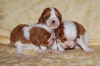 CHIOT