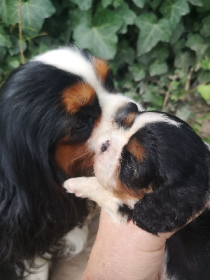 CHIOT