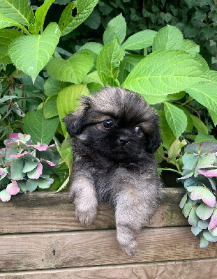 CHIOT
