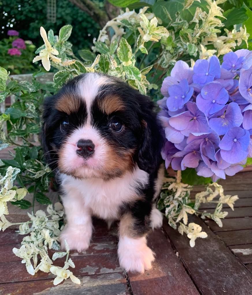 ONITSHA'S - Chiots disponibles - Cavalier King Charles Spaniel