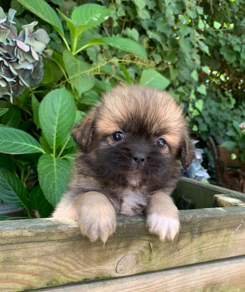 ONITSHA'S - Chiots disponibles - Epagneul tibetain