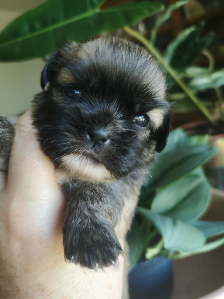 ONITSHA'S - Chiots disponibles - Epagneul tibetain