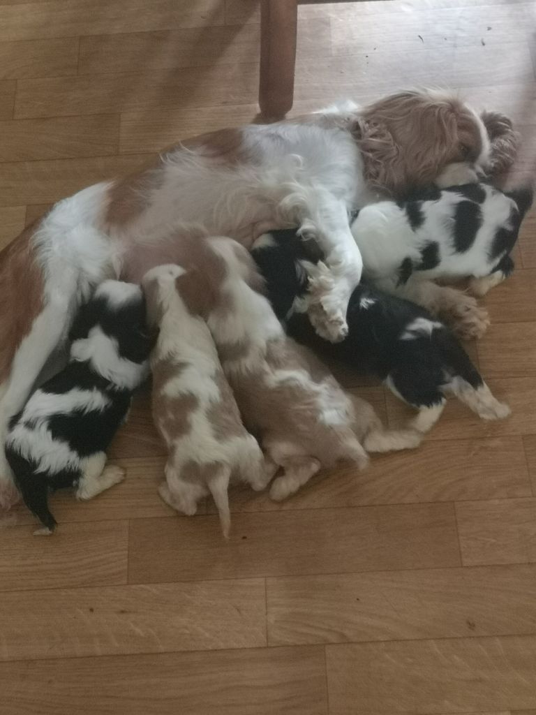 Chiot Cavalier King Charles Spaniel ONITSHA'S