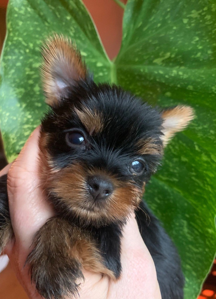 ONITSHA'S - Chiots disponibles - Yorkshire Terrier