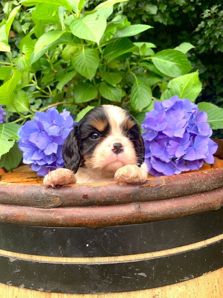 ONITSHA'S - Chiots disponibles - Cavalier King Charles Spaniel