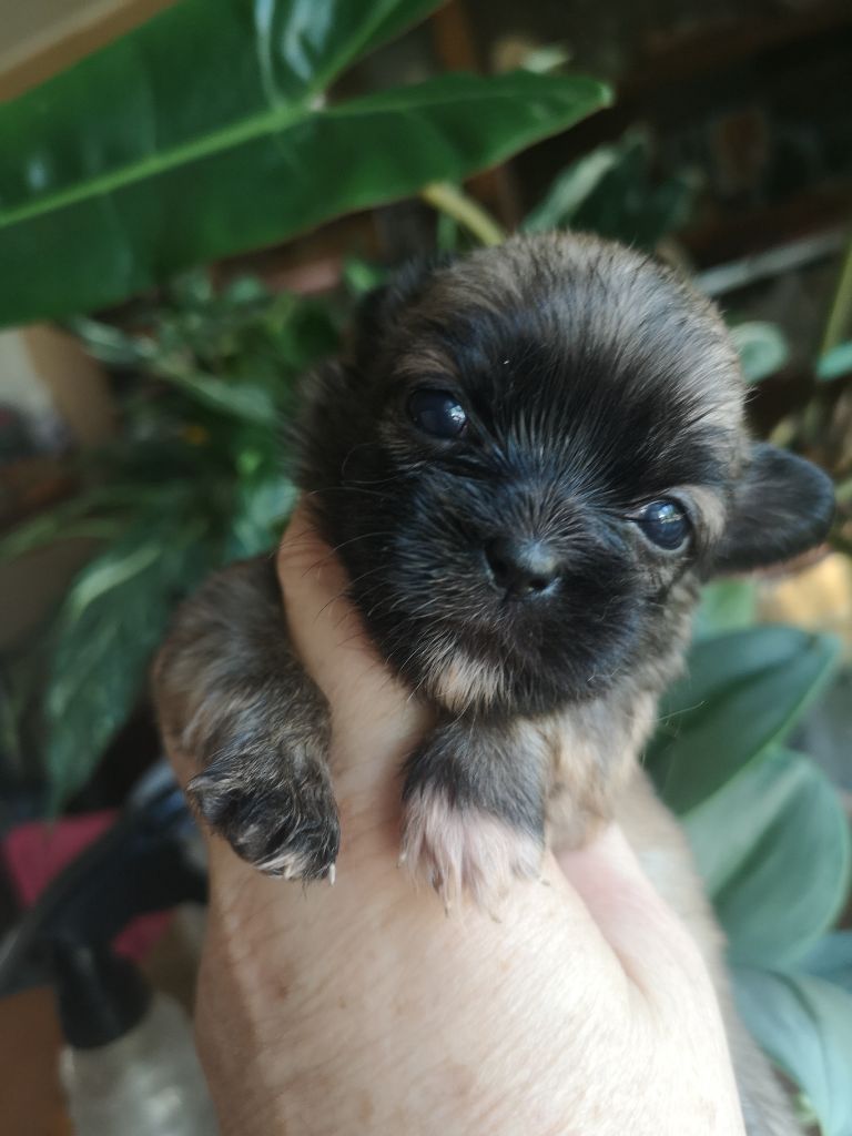 ONITSHA'S - Chiots disponibles - Epagneul tibetain