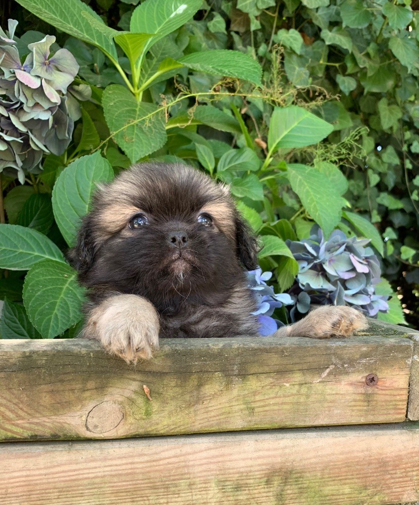 ONITSHA'S - Chiots disponibles - Epagneul tibetain