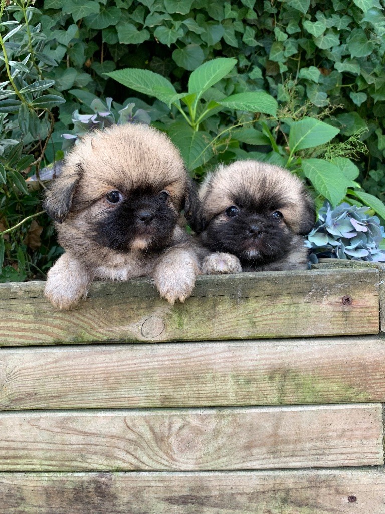 ONITSHA'S - Chiots disponibles - Epagneul tibetain